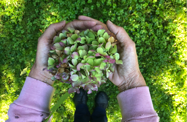 Hydrangeas___Hands